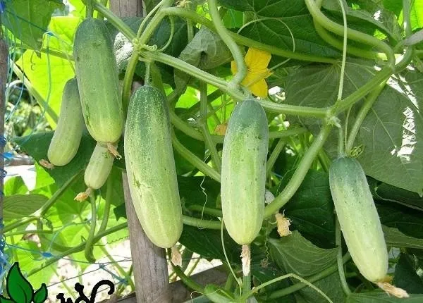 Quy tắc tưới nước và chăm sóc dinh dưỡng cho cây dưa chuột