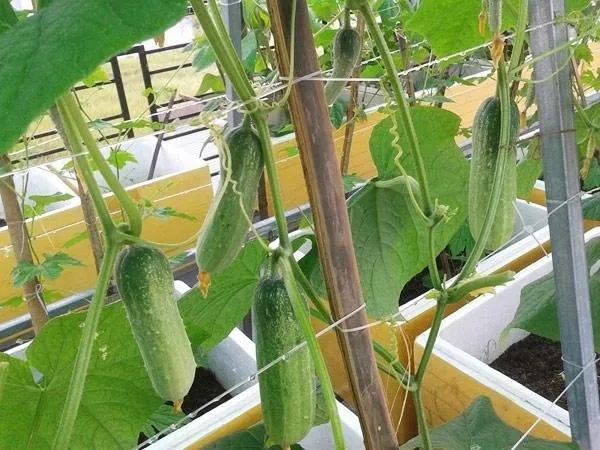 Chuẩn bị thùng xốp và đổ đất trồng dưa chuột sạch tại nhà