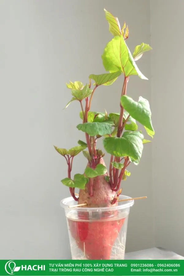 Hình ảnh trồng khoai lang thủy canh với lá xanh tươi
