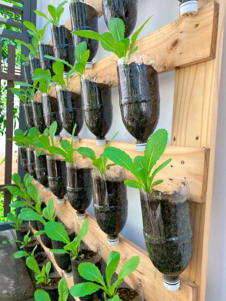 Một góc ban công trồng rau sạch bằng chậu nhựa, thể hiện tính tiện lợi của cách trồng rau bằng chậu nhựa.