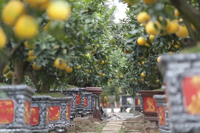 Tổng quan không gian trưng bày cây bưởi cảnh mang lại may mắn ngày Tết