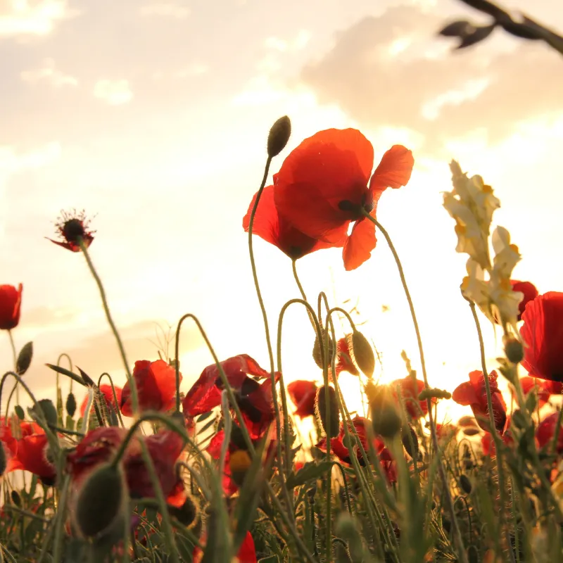 Hình ảnh hoa anh túc nở rộ, tập trung vào đặc điểm nhận dạng cây