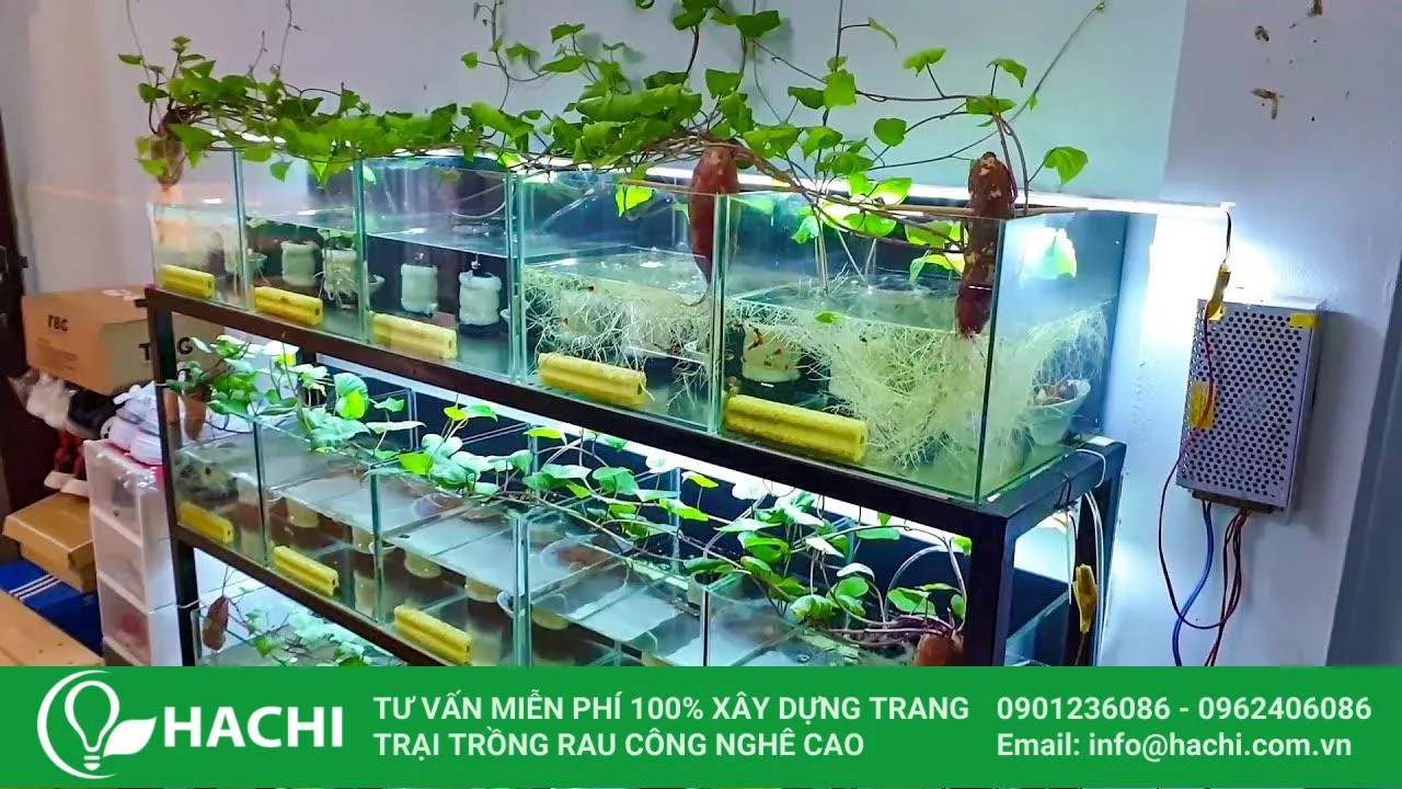 Làm khoai lang thủy canh trong bể cá cảnh tạo hệ sinh thái đa dạng