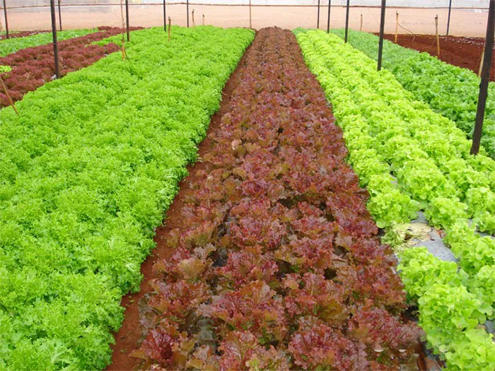 Lá xà lách xoăn tươi ngon sau khi thu hoạch