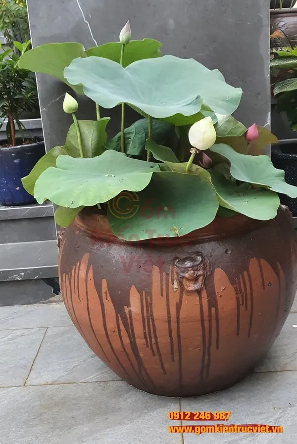 Lựa chọn chậu cảnh có kích thước lớn cho sen ta trong sân vườn rộng