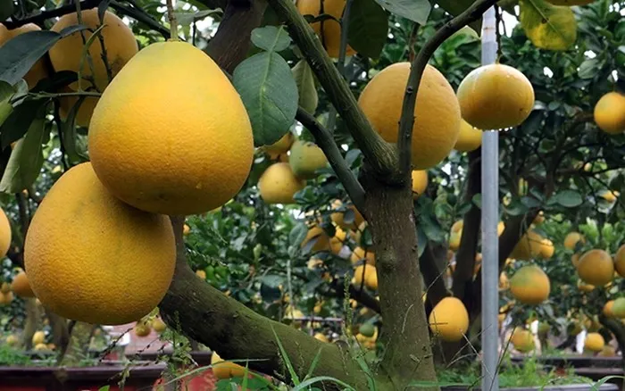 Kỹ thuật trồng cây bưởi làm cảnh với đất và chậu tiêu chuẩn