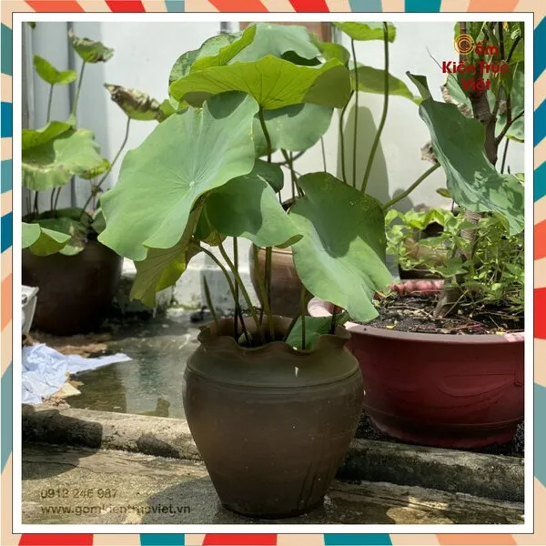 Chậu sen nhỏ gọn, men trắng hoặc xanh ngọc cho không gian ban công và nội thất hiện đại