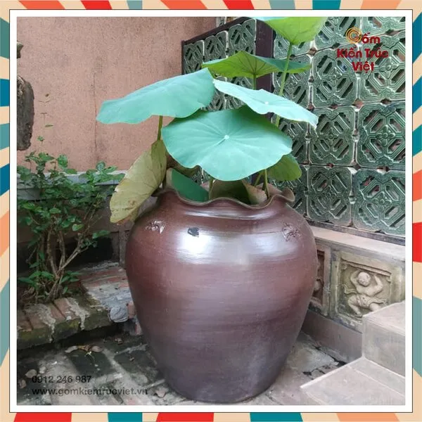 Chăm sóc sen cảnh đúng kỹ thuật, chú ý bón phân và vệ sinh chậu định kỳ