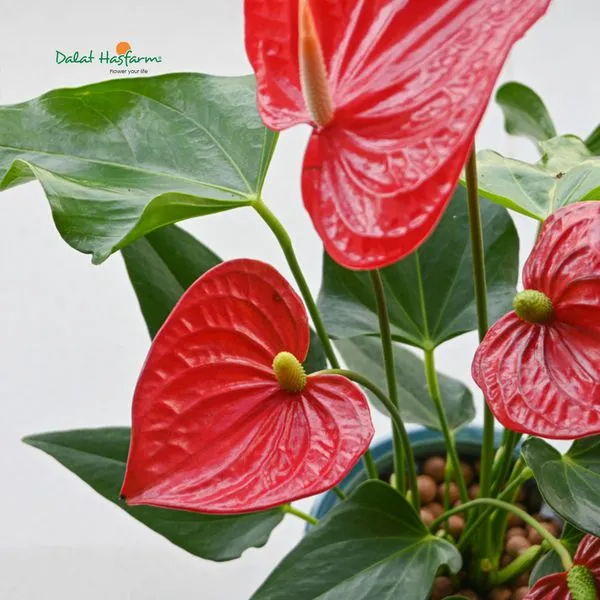 Toàn cảnh một chậu Hồng môn đẹp đang được trang trí trong nhà