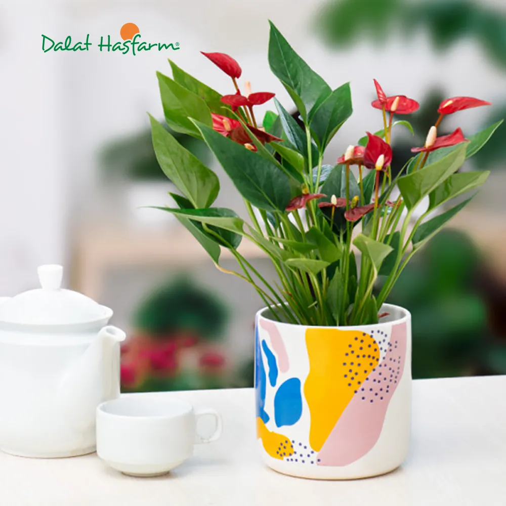 Chậu Hồng môn đang phát triển khỏe mạnh trong môi trường ánh sáng dịu