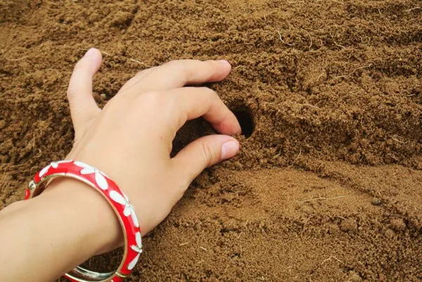 Khu vườn đa dạng với nhiều loại rau củ, hoa và thảo mộc được trồng xen kẽ