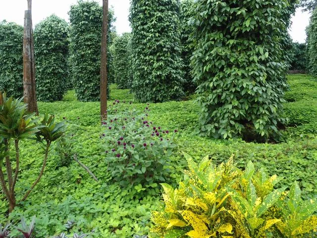 Người làm vườn đang xúc phân bón hữu cơ tự ủ để bón cho cây trồng