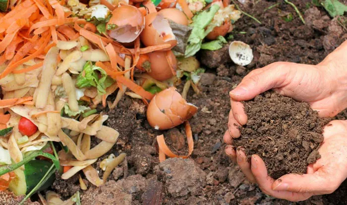 Đất trồng đã được cải tạo, màu mỡ với cây trồng xanh tốt