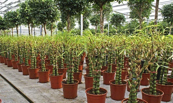 Cách chăm sóc cây Trúc Phật Bà về ánh sáng và lượng nước