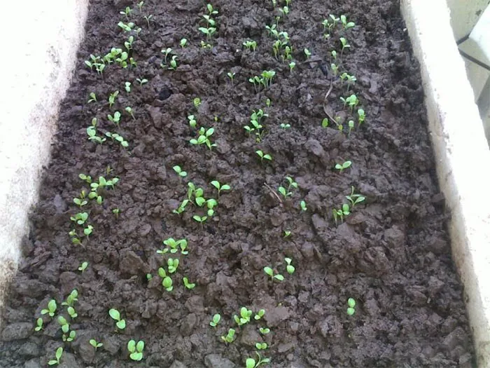 Chuẩn bị luống đất và màng phủ nông nghiệp trước khi trồng xà lách xoăn