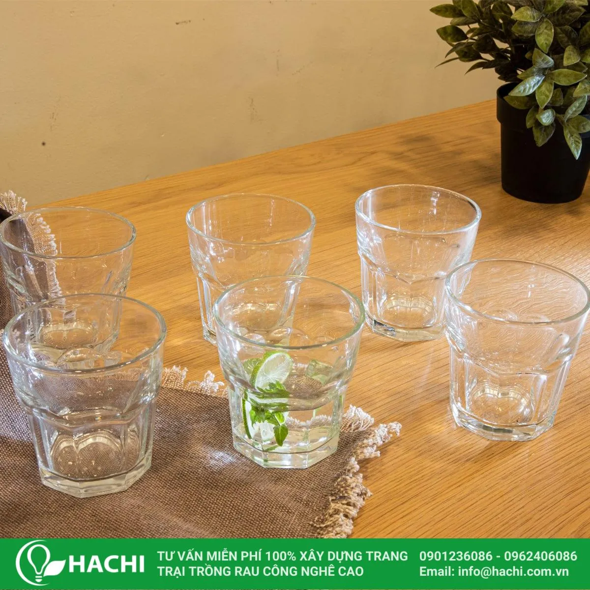 Cốc dùng để trồng khoai lang thủy canh