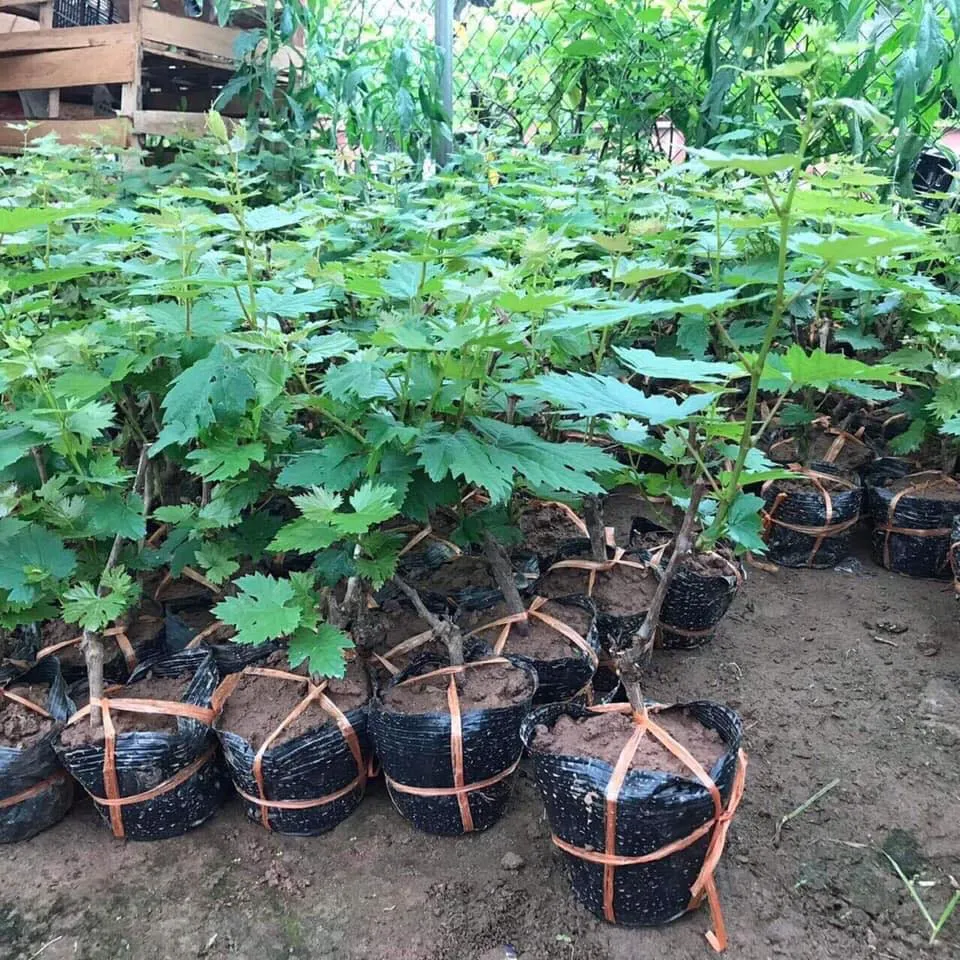 Cây nho con đang được ươm trong bầu đất, thể hiện sự phát triển khỏe mạnh của rễ và thân