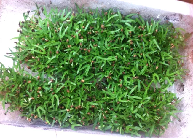 Rau muống gieo hạt, nảy mầm, lên được 2-3 lá