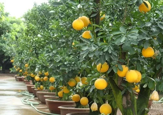Cây bưởi cảnh Bưởi Diễn vàng rực rỡ, sẵn sàng trưng Tết