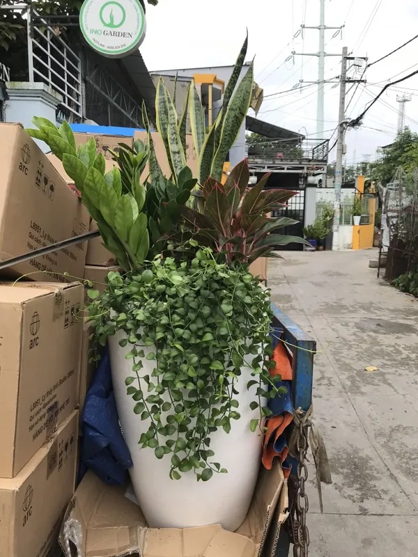 Khách hàng tham quan và mua sắm cây cảnh, tìm hiểu cách trồng rosemary tại Vũ Garden