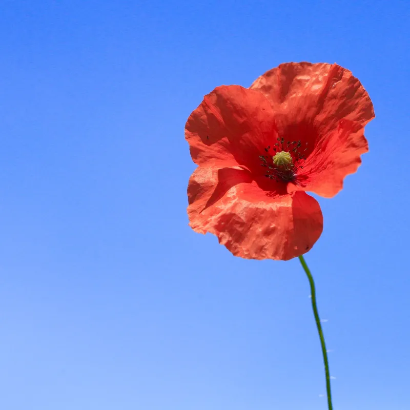 Quả anh túc (nhộng) với đường rạch để lấy nhựa mủ, minh họa quá trình thu hoạch