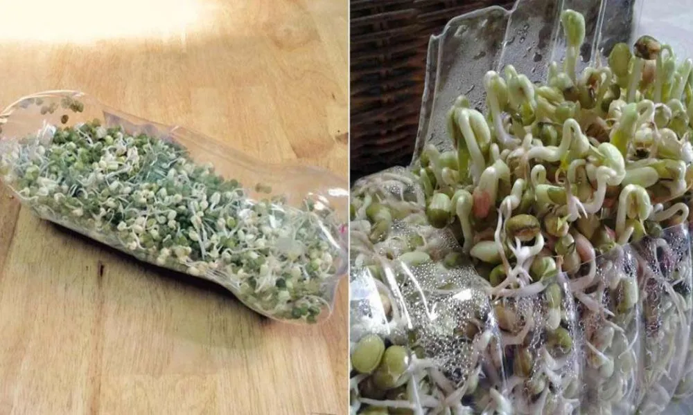 Cách trồng giá đỗ bằng chai nhựa đơn giản, hiệu quả