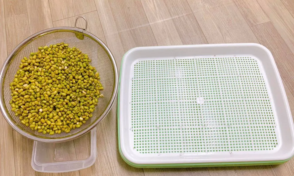 Kỹ thuật ủ giá đỗ bằng rổ nhựa tại nhà