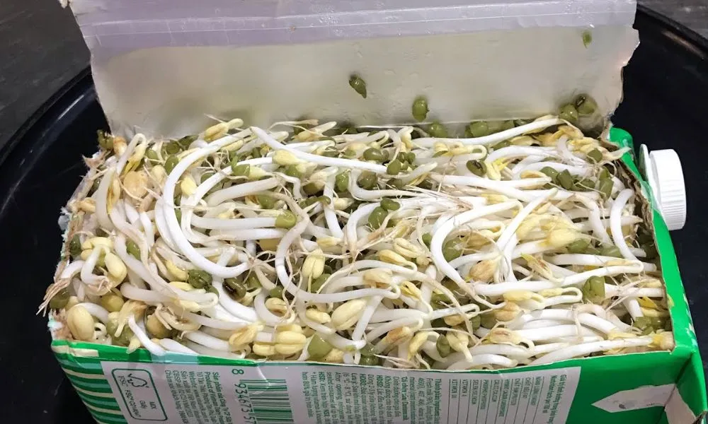 Cách trồng giá đỗ bằng hộp giấy