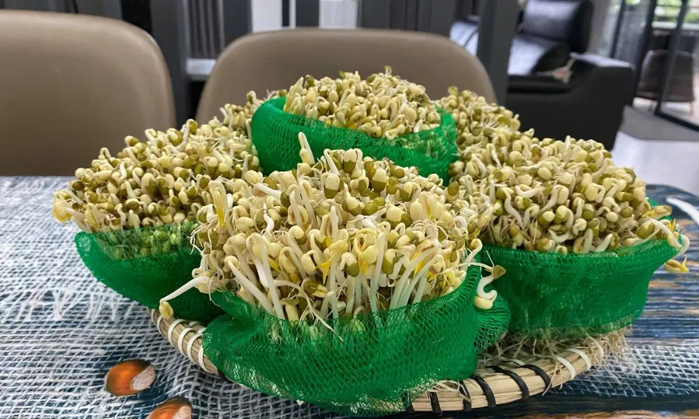 Cách trồng giá đỗ bằng túi lưới