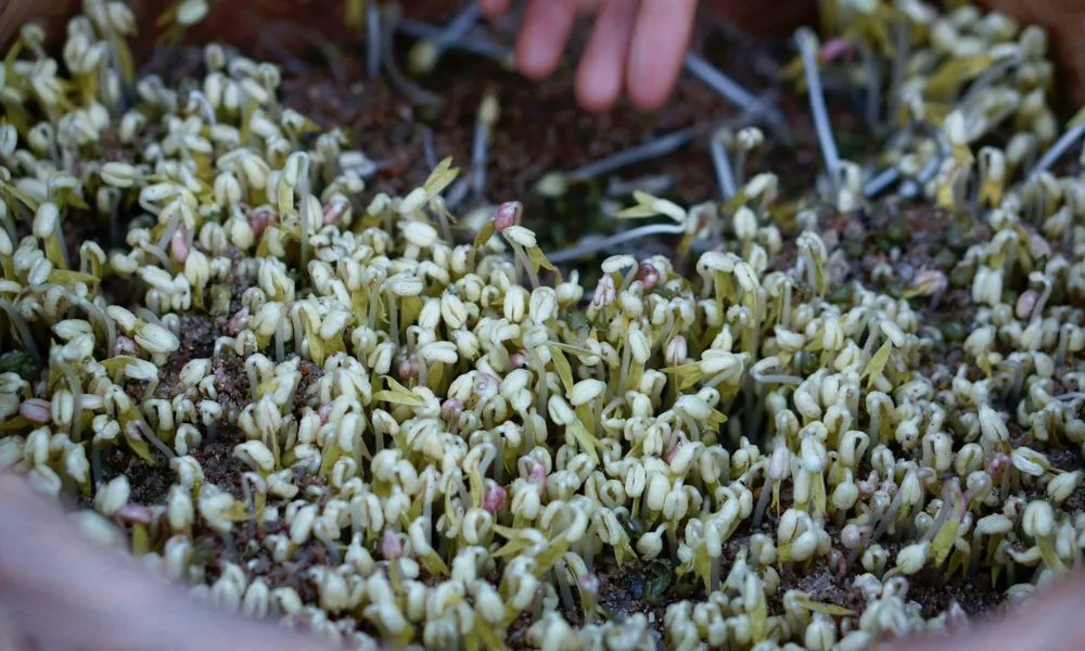 Cách trồng giá đỗ bằng cát