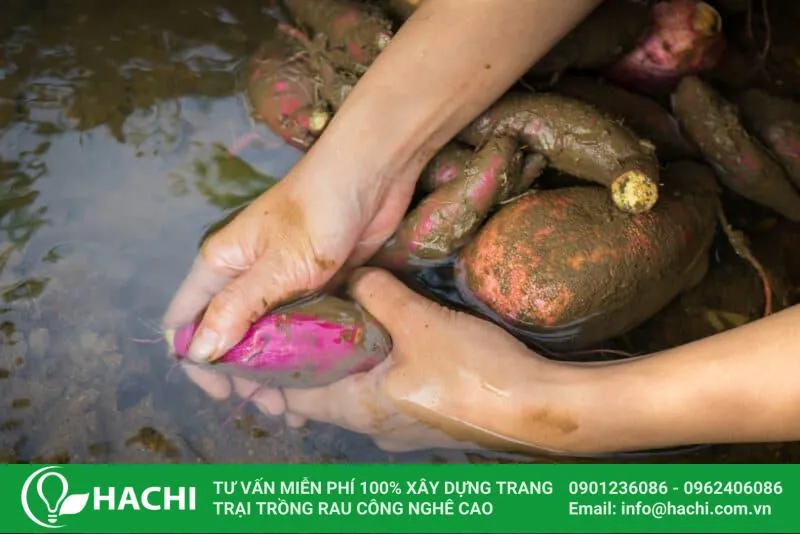 Rửa sạch khoai với nước trước khi trồng khoai lang thủy canh