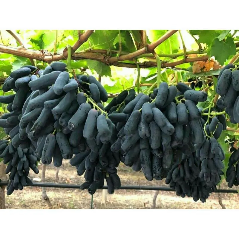 Một chùm nho ngón tay tím thẫm và căng bóng đang được thu hoạch