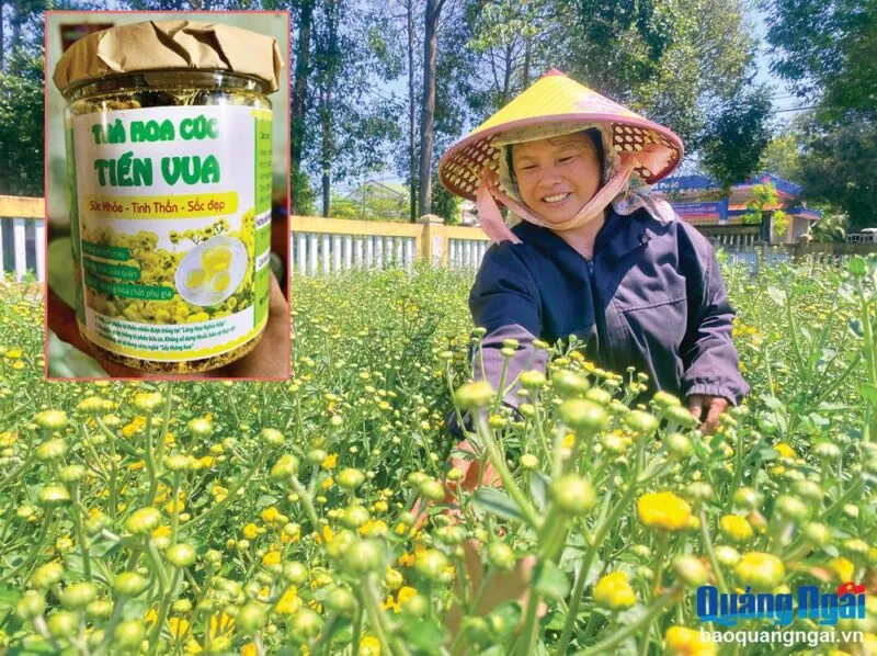 Bông trà hoa cúc nở rộ, sẵn sàng cho thu hoạch đạt chất lượng dược liệu tốt nhất