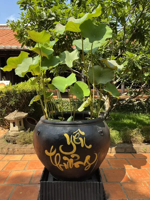 Mẫu lu sành, chậu gốm cỡ lớn thường được dùng để trồng sen ta, có khả năng giữ ẩm tốt