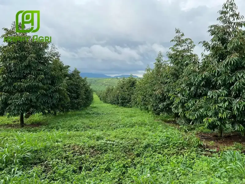 Xác định khoảng cách trồng sầu riêng ri6 hợp lý cho vườn cây