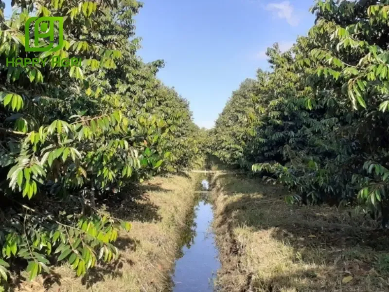 Sơ đồ bố trí khoảng cách trồng sầu riêng ri6 chuẩn nhất