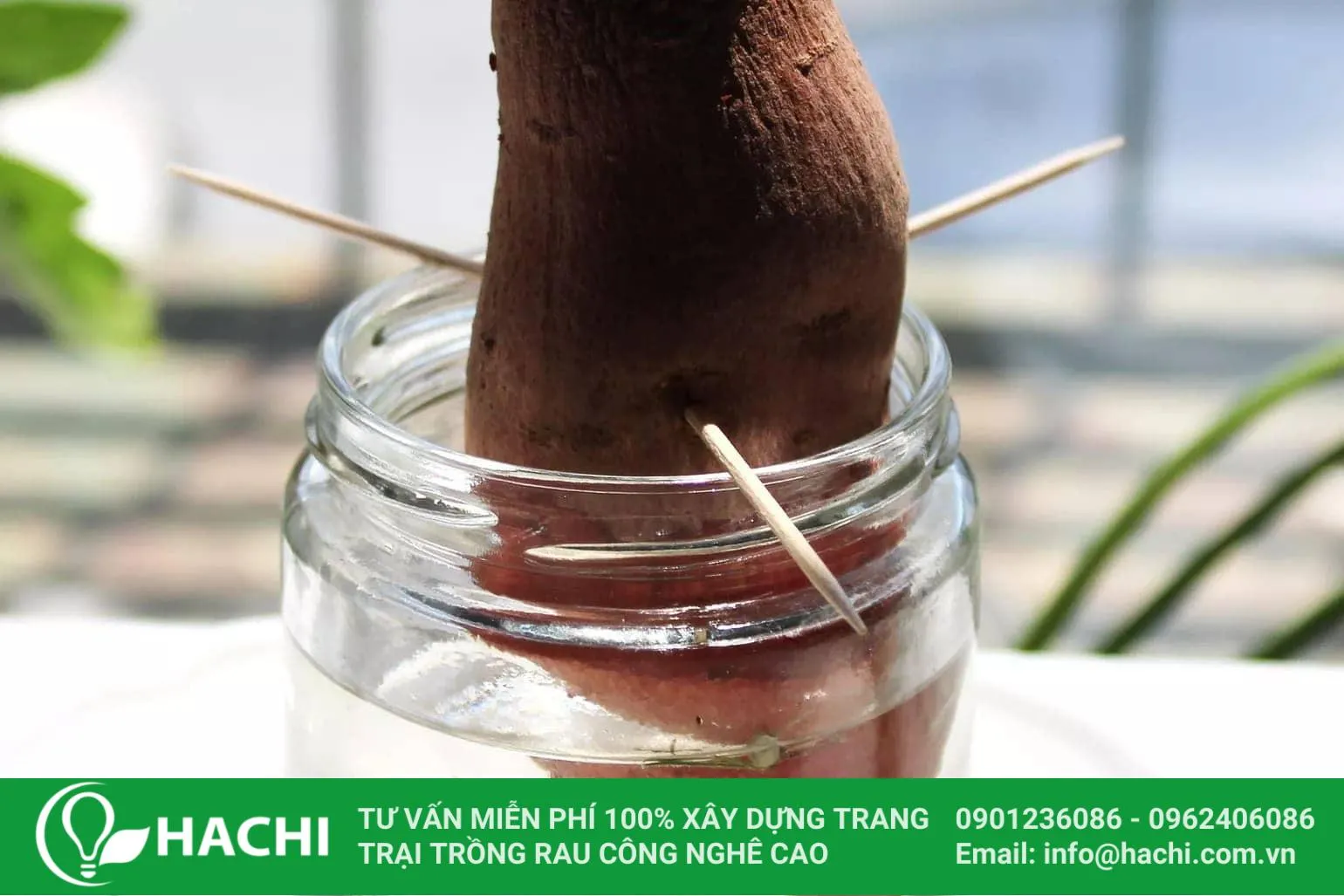 Cố định khoai lang trong cốc nước cho cách trồng khoai lang thủy sinh