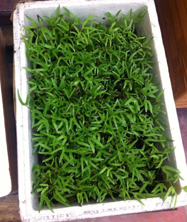 Cây rau muống giống, chuẩn bị trồng