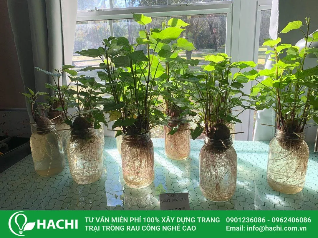 Đặt khoang lang thủy canh ở nơi thoáng mát, đủ ánh sáng