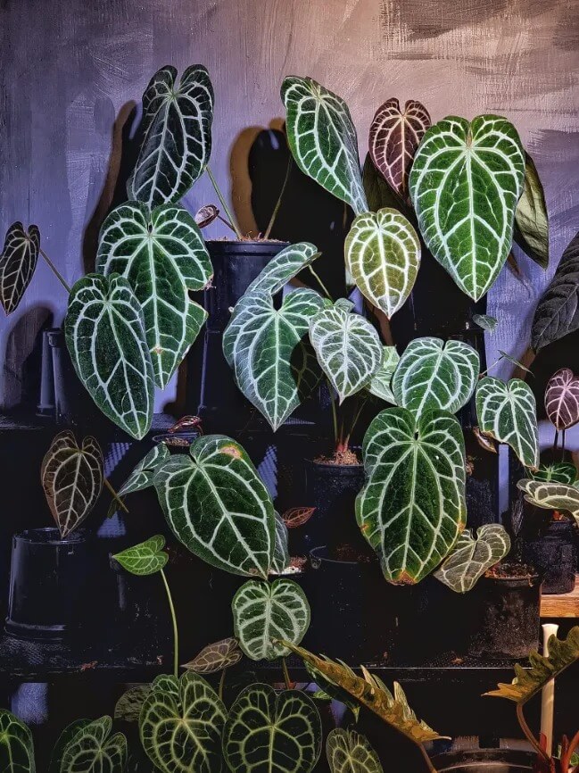 Cách Trồng Lan Bằng Xơ Dừa: Hướng Dẫn Chi Tiết Xử Lý Và Chăm Sóc Từ A Đến Z