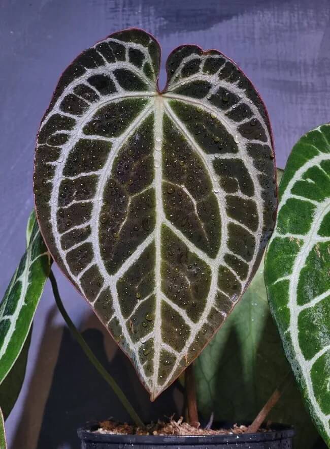 Cách Trồng Lan Bằng Xơ Dừa: Hướng Dẫn Chi Tiết Xử Lý Và Chăm Sóc Từ A Đến Z