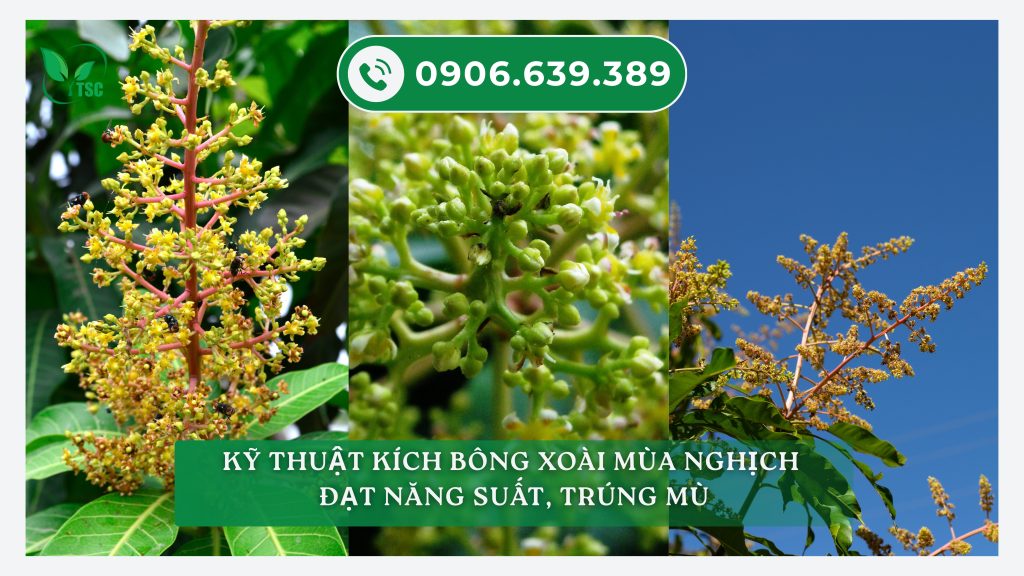 Kỹ Thuật Trồng Cây Xoài Đài Loan Chi Tiết Cho Năng Suất Vượt Trội