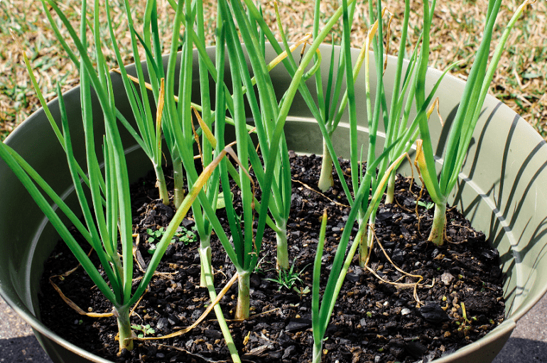 Cách Trồng Hành Khô Tại Nhà Bằng Chai Nhựa Tái Chế Tiết Kiệm