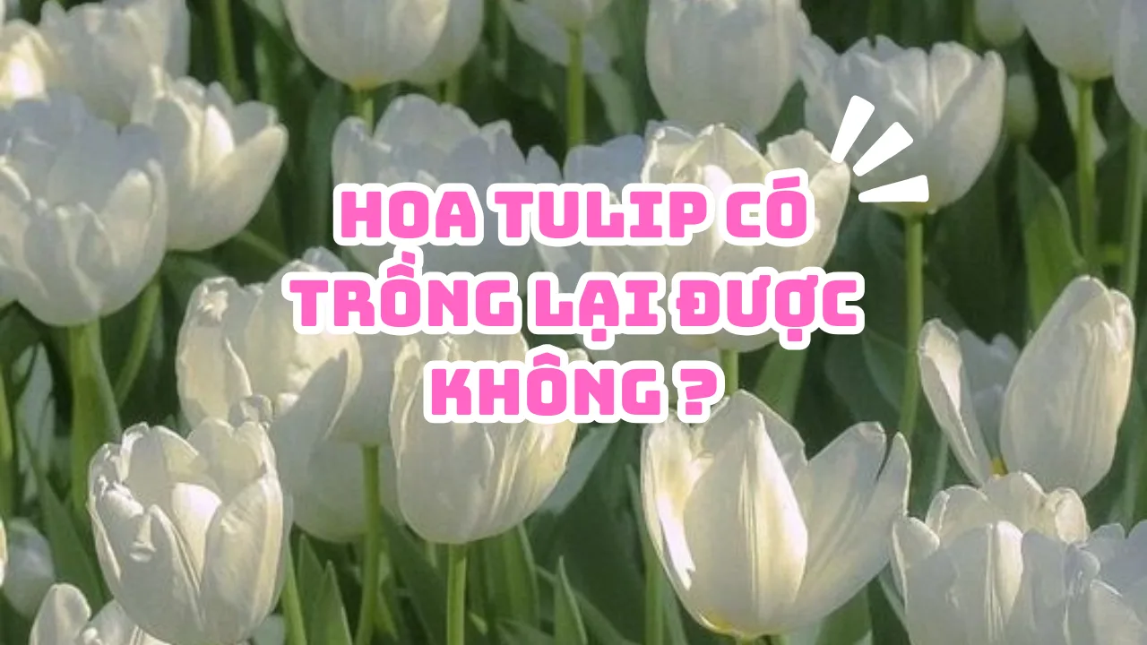 Cách Trồng Khoai Lang Lấy Củ Tại Nhà: Hướng Dẫn Toàn Diện Từ A Đến Z