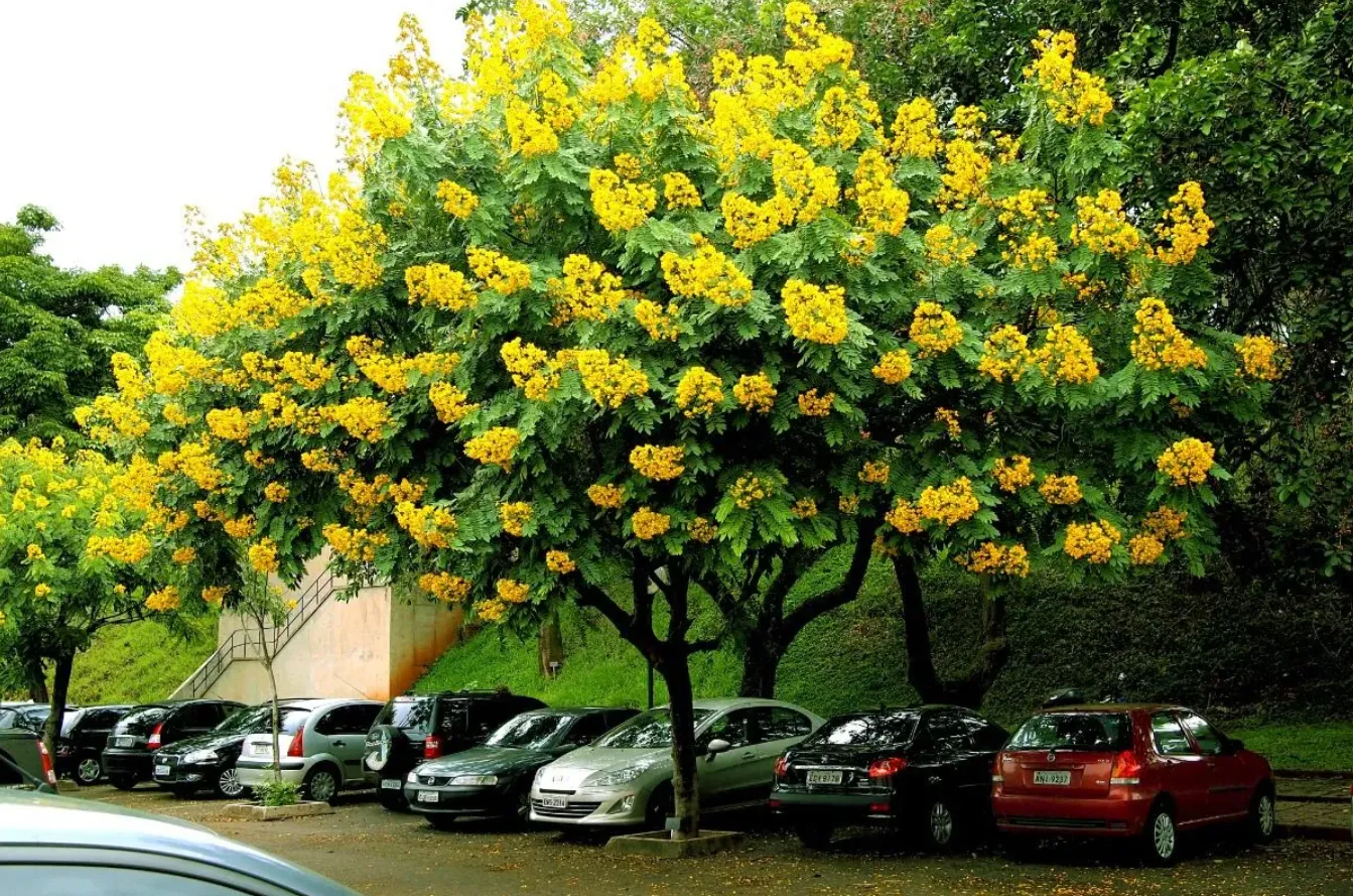 Cây Giáng Hương non được trồng thẳng hàng trong rừng sản xuất