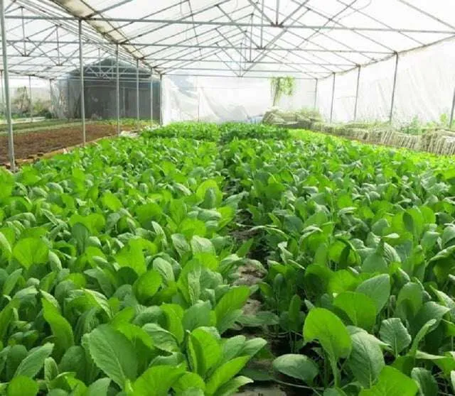 Kỹ thuật gieo trồng rau cải ngọt đạt năng suất cao