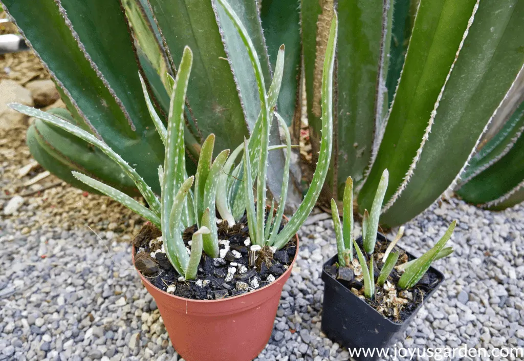 Chậu lô hội to lớn đặt ở vị trí có ánh sáng tự nhiên