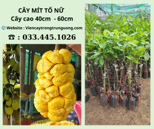 Cách Trồng Cây Phật Thủ: Hướng Dẫn Chi Tiết Từ A Đến Z