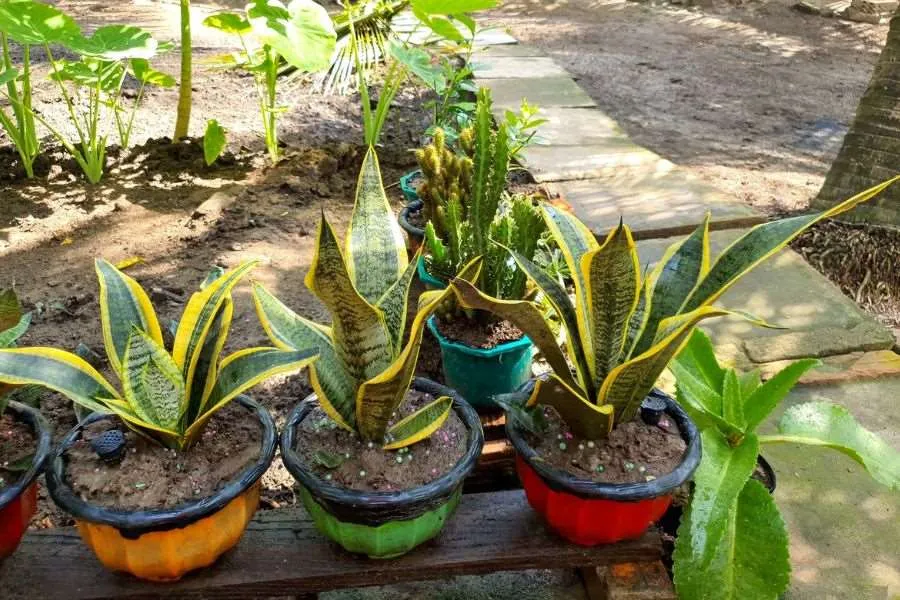 Không nên đặt cây lưỡi hổ dưới ánh sáng quá chói gắt