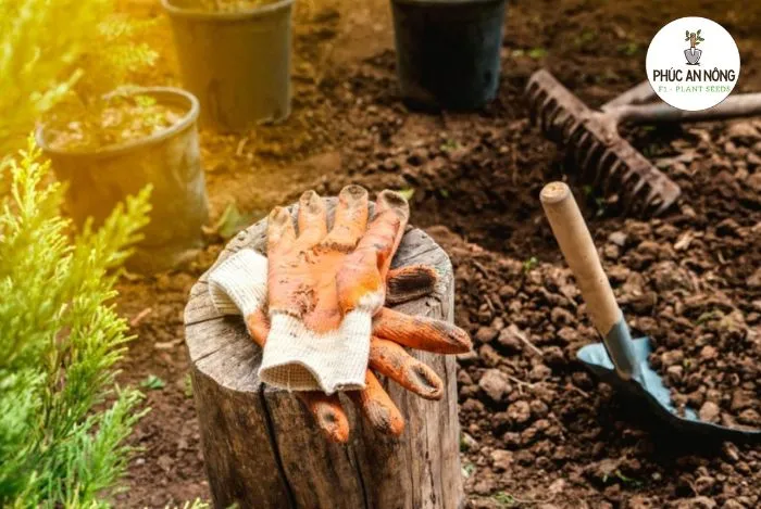 Vị trí đặt chậu hoa mười giờ để đảm bảo ánh sáng trực tiếp